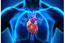 Aort Damarı Görevleri ve Özellikleri